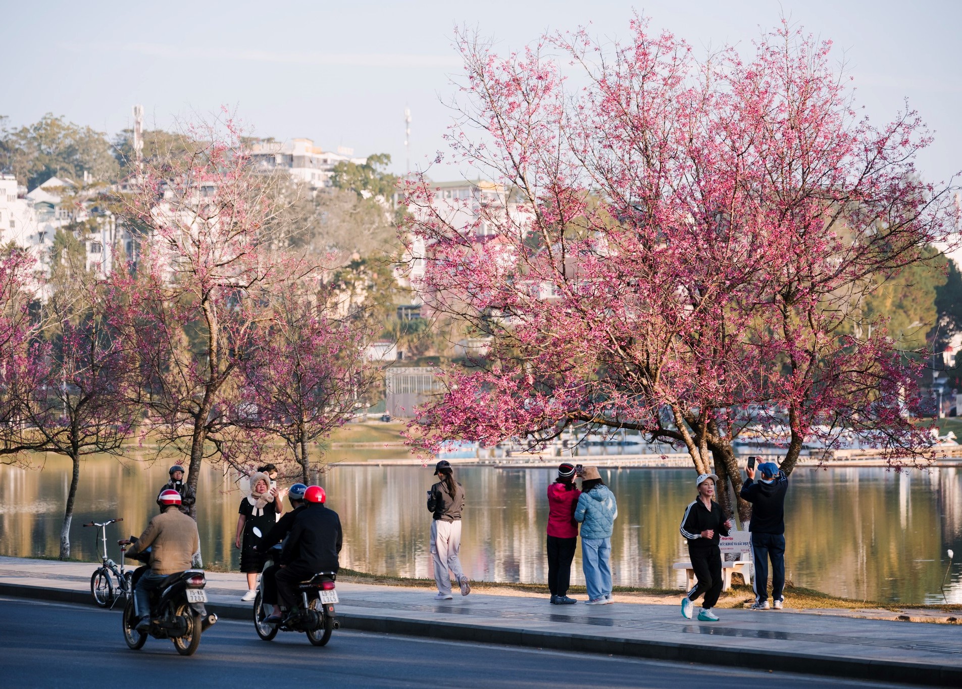 Mai anh đào nở giữa nếp sinh hoạt hàng ngày và trở thành một phần không thể thiếu, dù là người dân hay du khách ai cũng có thể tìm cho mình một góc nhỏ thơ mộng với hoa.