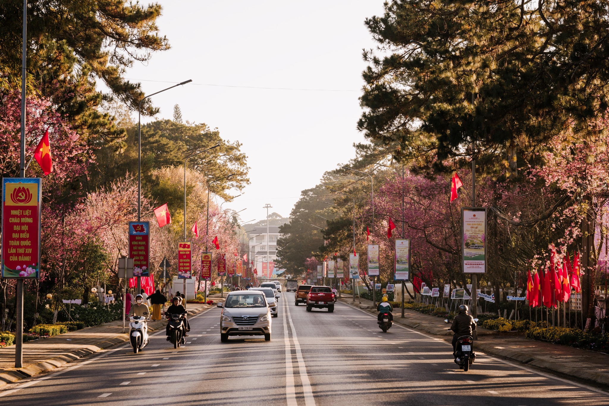 Nhiếp ảnh gia địa phương Quang Đà Lạt chia sẻ: “Phải 4 năm rồi tôi mới được ngắm mai anh đào ở trung tâm nở rực rỡ như thế này. Từ cuối tháng 1 Dương lịch đến qua Tết Nguyên đán, du khách đi lúc nào cũng có hoa chụp mệt nghỉ“.