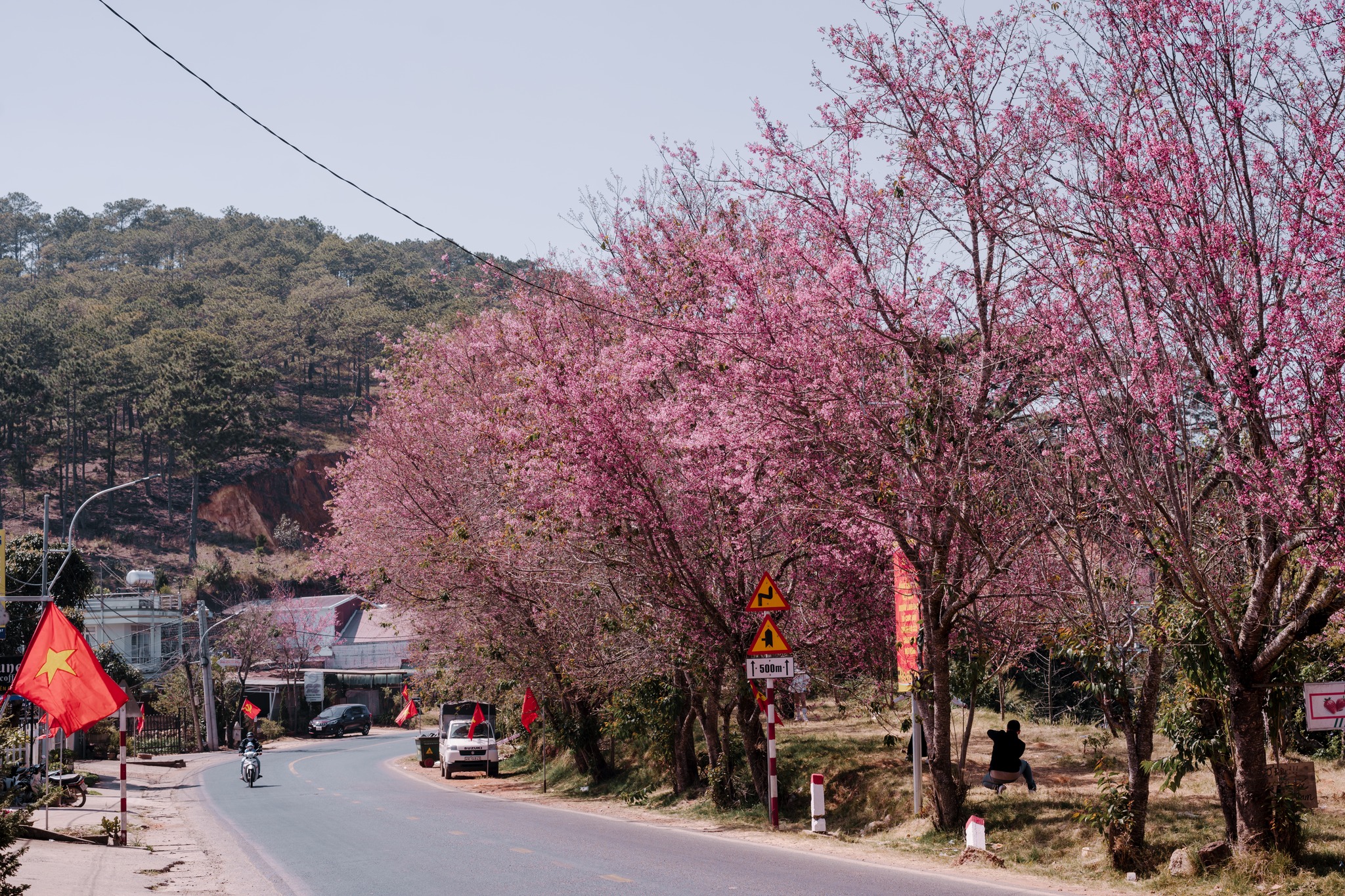 Hàng nghìn cây mai anh đào được trồng để làm đẹp phố núi từ khu vực Hồ Xuân Hương, tỏa ra các cung đường tới thiền viện Trúc Lâm, hồ Tuyền Lâm, Trại Mát, Cầu Đất, Xuân Thọ...