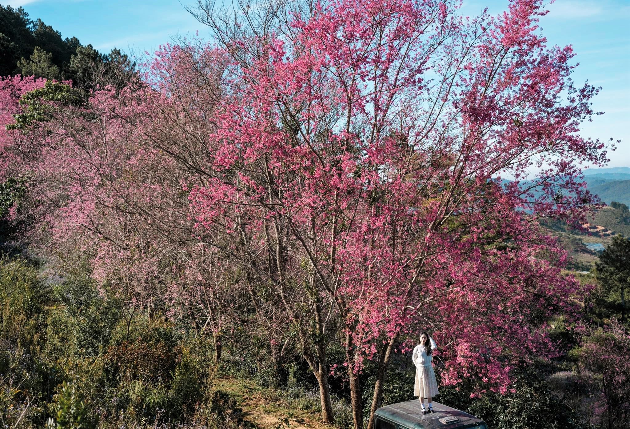 Năm nay, Đà Lạt đặc biệt ra mắt “bản đồ số giới thiệu các điểm đến ngắm mai anh đào” giúp du khách cập nhật hình ảnh và tình trạng hoa nở tại từng khu vực.