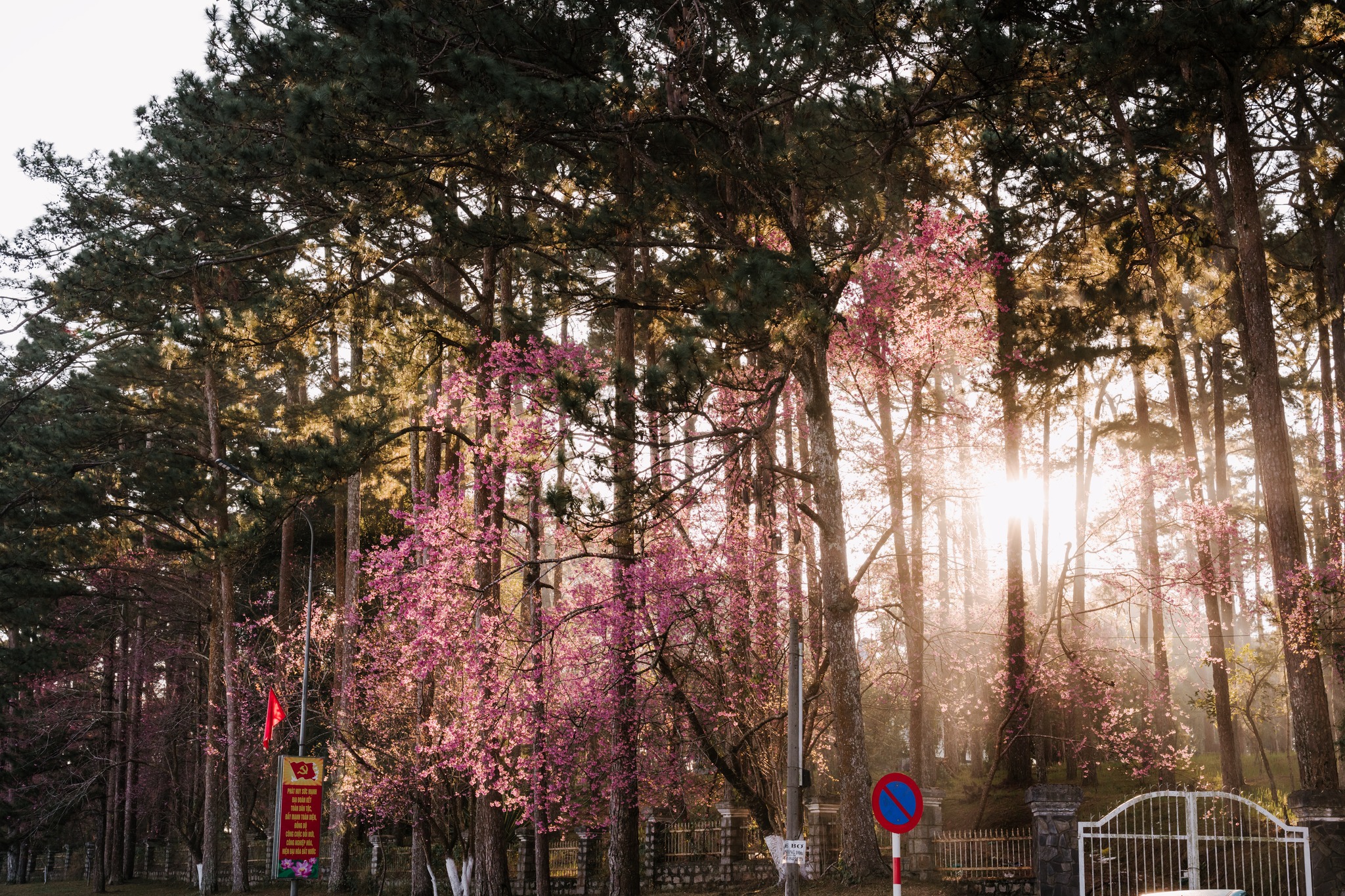 Nắng sớm ban mai rọi xuống những tán mai anh đào dịu dàng, lãng mạn khiến ai cũng muốn dừng chân “sống chậm” tận hưởng vẻ đẹp tinh khôi này.