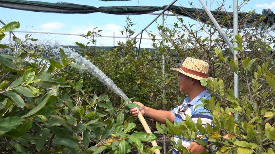 El pueblo de albaricoqueros amarillos de Binh Loi entra en temporada alta para servir al Tet Binh Ngo 2026