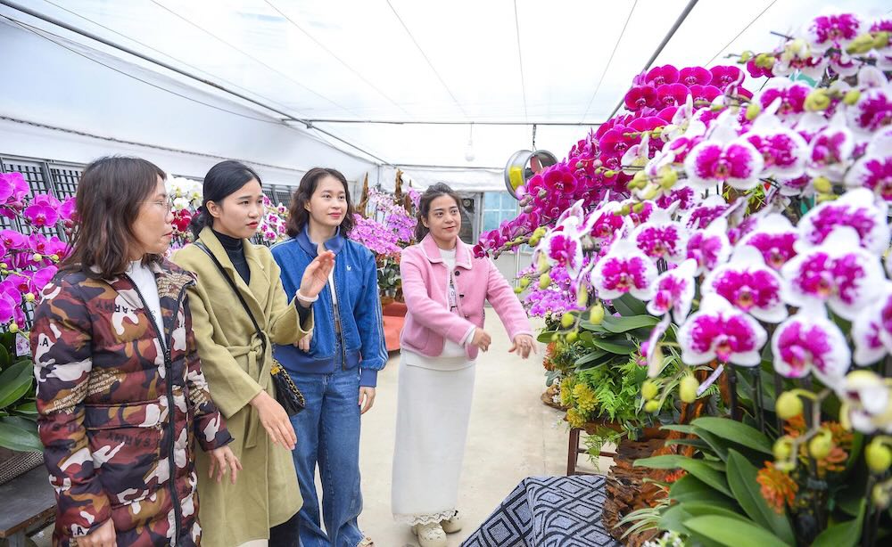 Phalaenopsis flowers bloom profusely near Tet. Photo: Quach Du