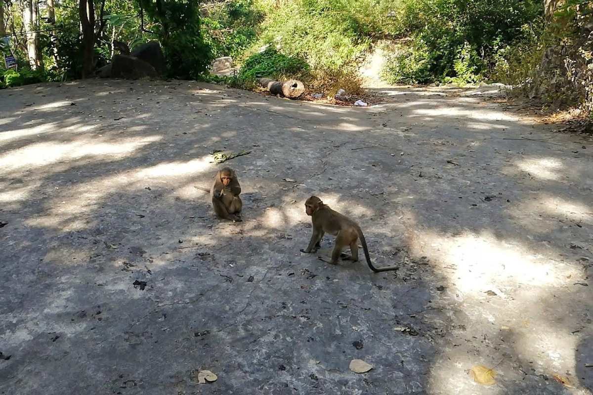 Wild monkeys flooded into the Vi Ba street area on the morning of January 30th Photo: Nam Nguyen