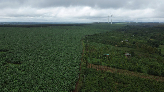 Gia Lai recuperará algunas áreas de tierra gestionadas por la empresa de caucho para implementar proyectos para servir al desarrollo económico. Foto: Thanh Tuan