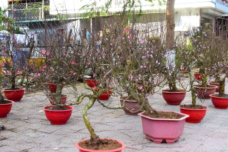 Đào, quất Tết khu vực ngã tư, xã Mai Sơn cũng đìu hiu, tiểu thương chờ khách. Ảnh: Trường Sơn