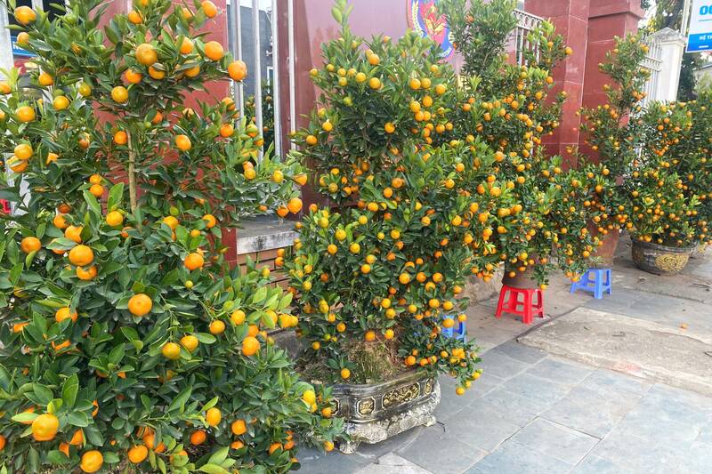 Quất cảnh được bày bán tại đầu phố đi bộ, phường Chiềng Cơi vắng khách mua. Ảnh: Trường Sơn