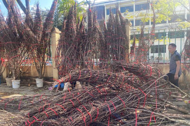 Nhiều người bán đào ta khu vực chợ Noong Đúc, phường Chiềng sinh cũng vắng khách mua hơn năm trước. Ảnh: Trường Sơn