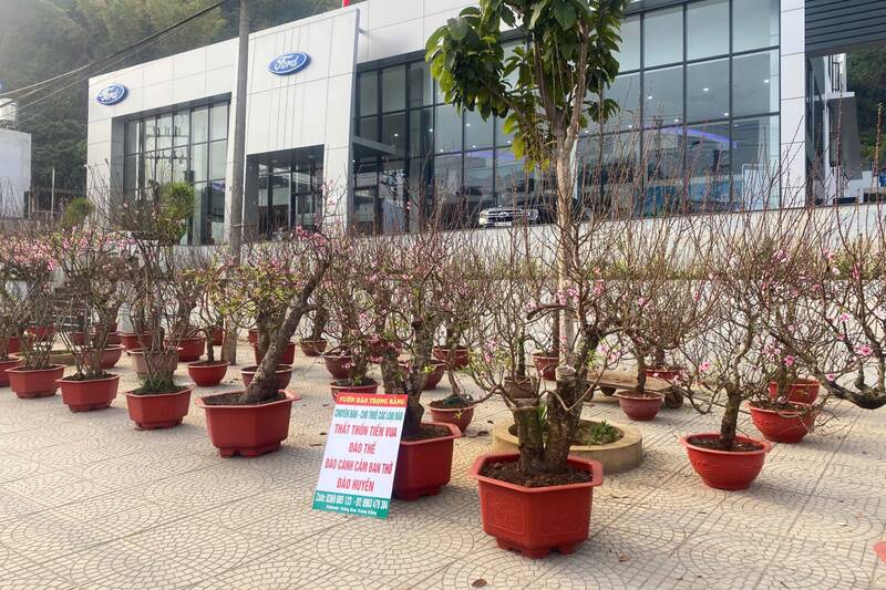 Những chậu quất, đào, hoa lan khu vực phường Tô Hiệu, Chiềng Sinh cũng cùng tình cảnh vắng khách. Ảnh: Trường Sơn