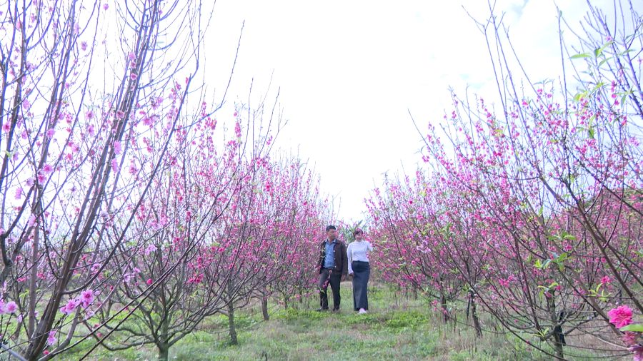Flower growers hope the market is stable to bring income during the Lunar New Year. Photo: Thanh Trung.