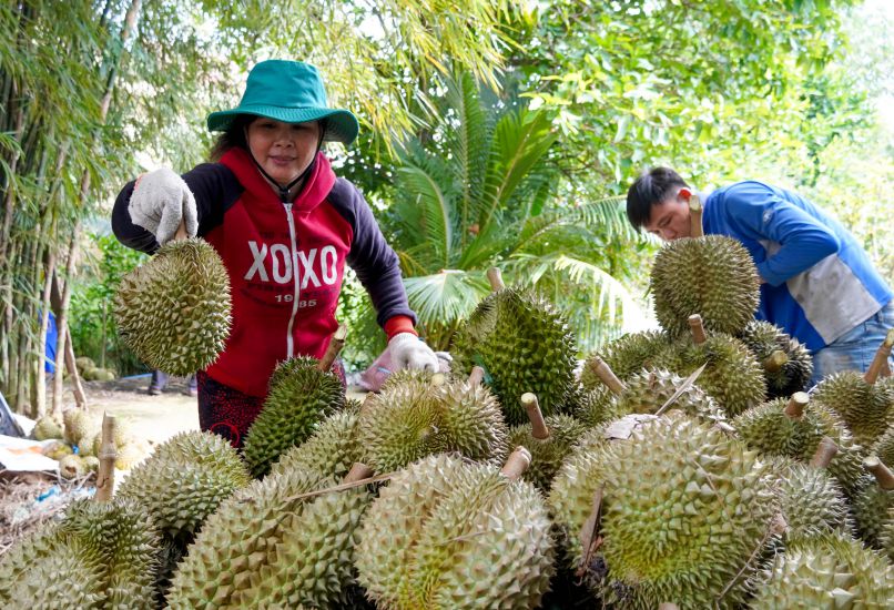 Mekong Delta fruits face the requirement of production restructuring to increase value and stabilize livelihoods for farmers. Photo: Phuong Anh