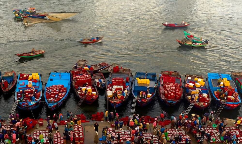 Từ khi trời còn mờ sương, bến cá Nghi Thủy (phường Cửa Lò, tỉnh Nghệ An) đã rộn ràng tiếng máy tàu, tiếng người gọi nhau. Những mẻ cá tươi vừa cập bến nhanh chóng được chuyển lên bờ, phân loại, cân đếm rồi đưa thẳng về các cơ sở chế biến.