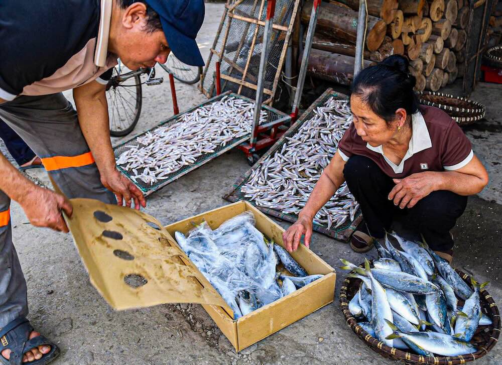 Cá được đánh bắt từ những ngư trường xa như Hoàng Sa, Trường Sa, Vịnh Bắc Bộ… Dịp cận Tết, giá cá thu nướng tăng nhẹ so với ngày thường. Cá loại 1 hiện dao động từ 250.000 – 300.000 đồng/kg, loại nhỏ hơn từ 180.000 – 200.000 đồng/kg.