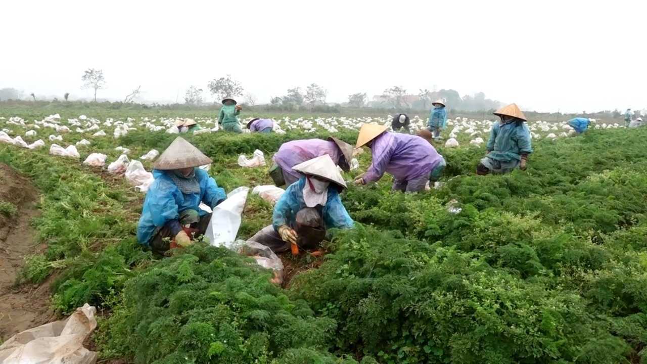People in Gia Binh, Bac Ninh harvest carrots. Photo: Van Truong