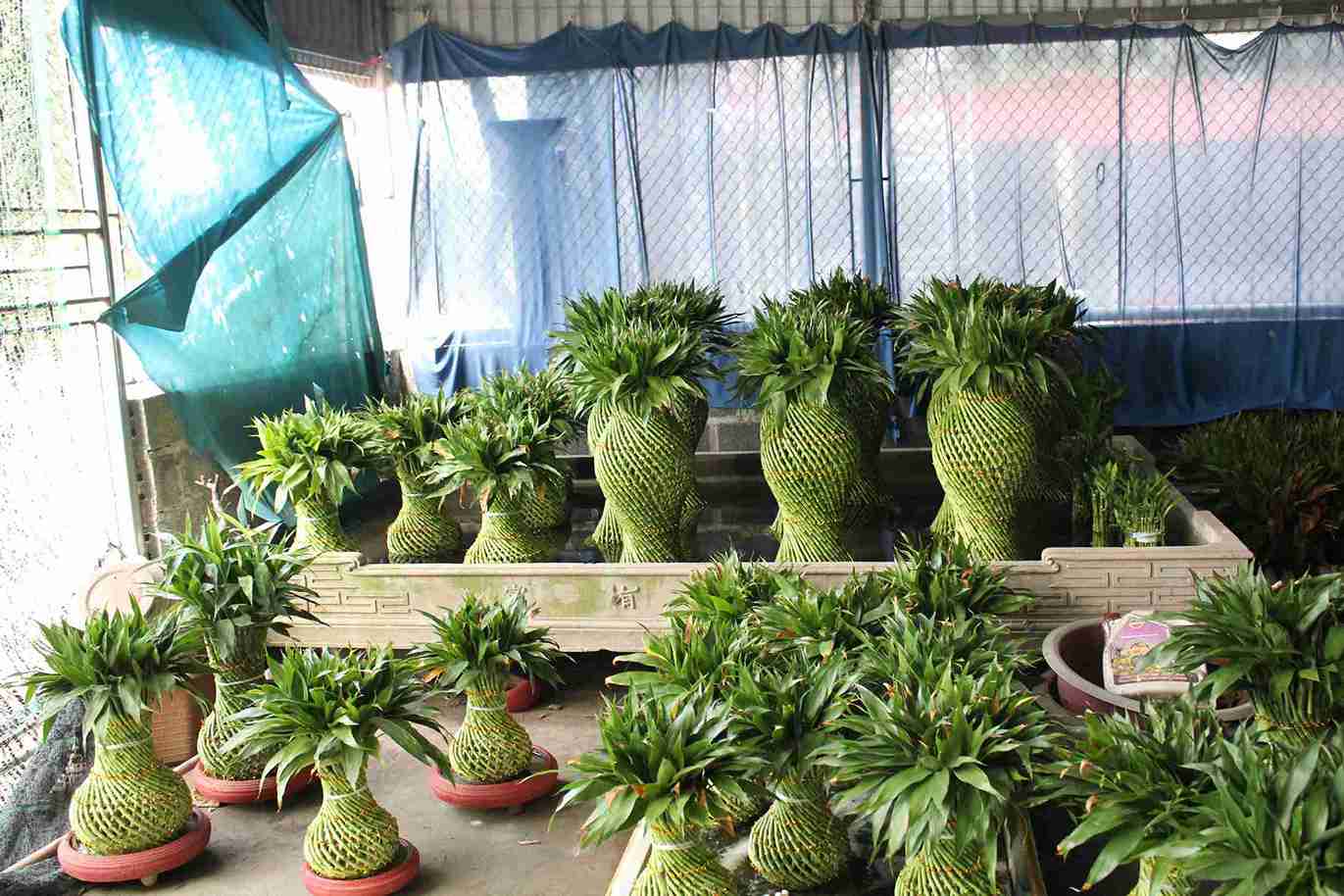 Các sản phẩm từ cây phát lộc được xếp gọn chờ giao cho khách buôn.