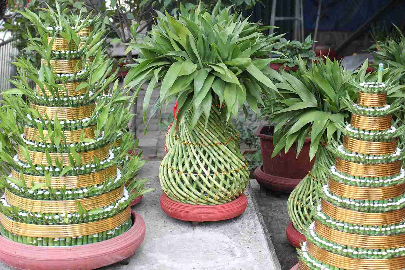 Lucky bamboo has become a popular product in the Tet ornamental plant market. Photo: Mai Huong