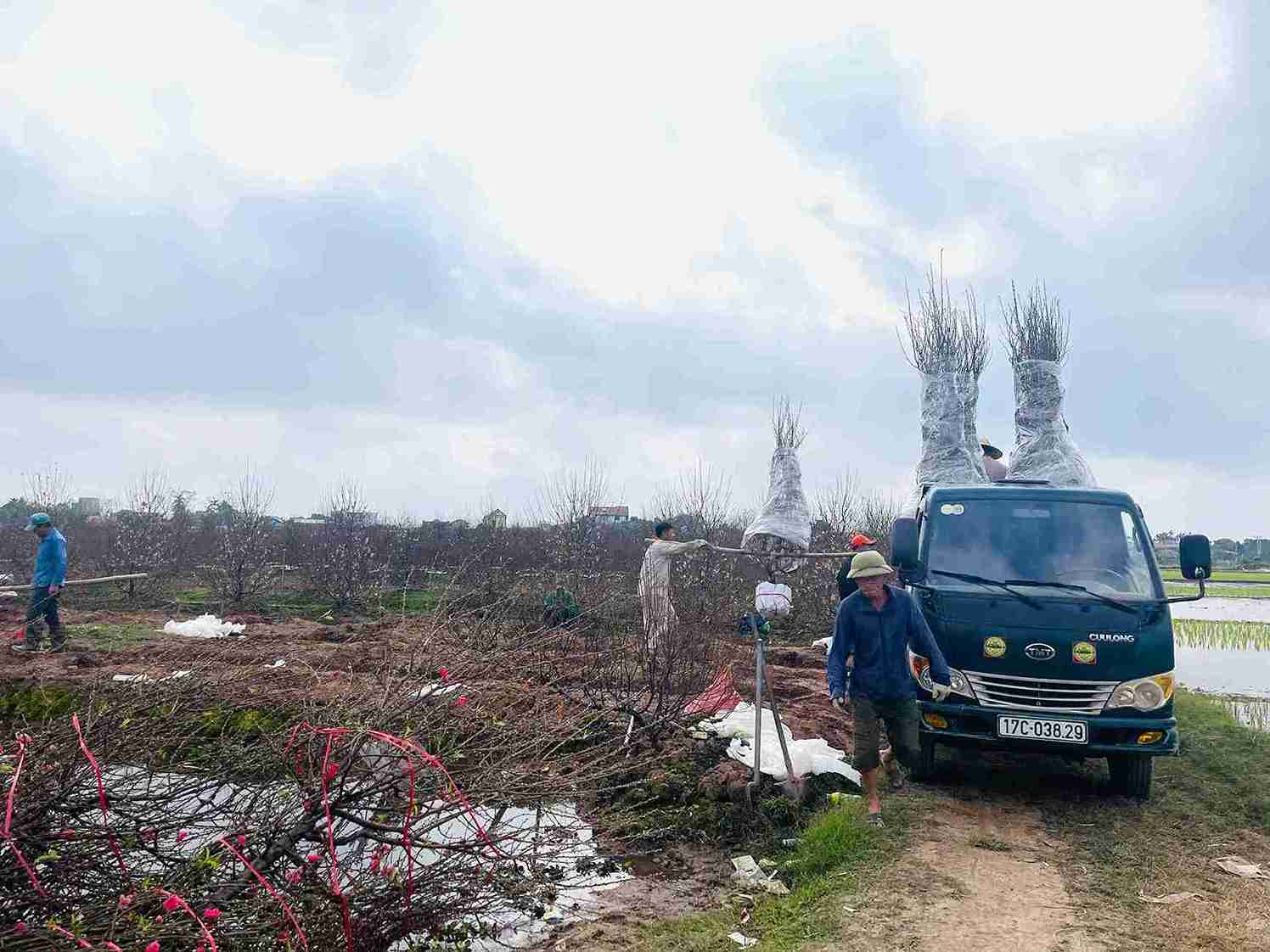 Đào bích, đào phai Tiên Hưng đồng loạt xuất vườn trước thềm Tết