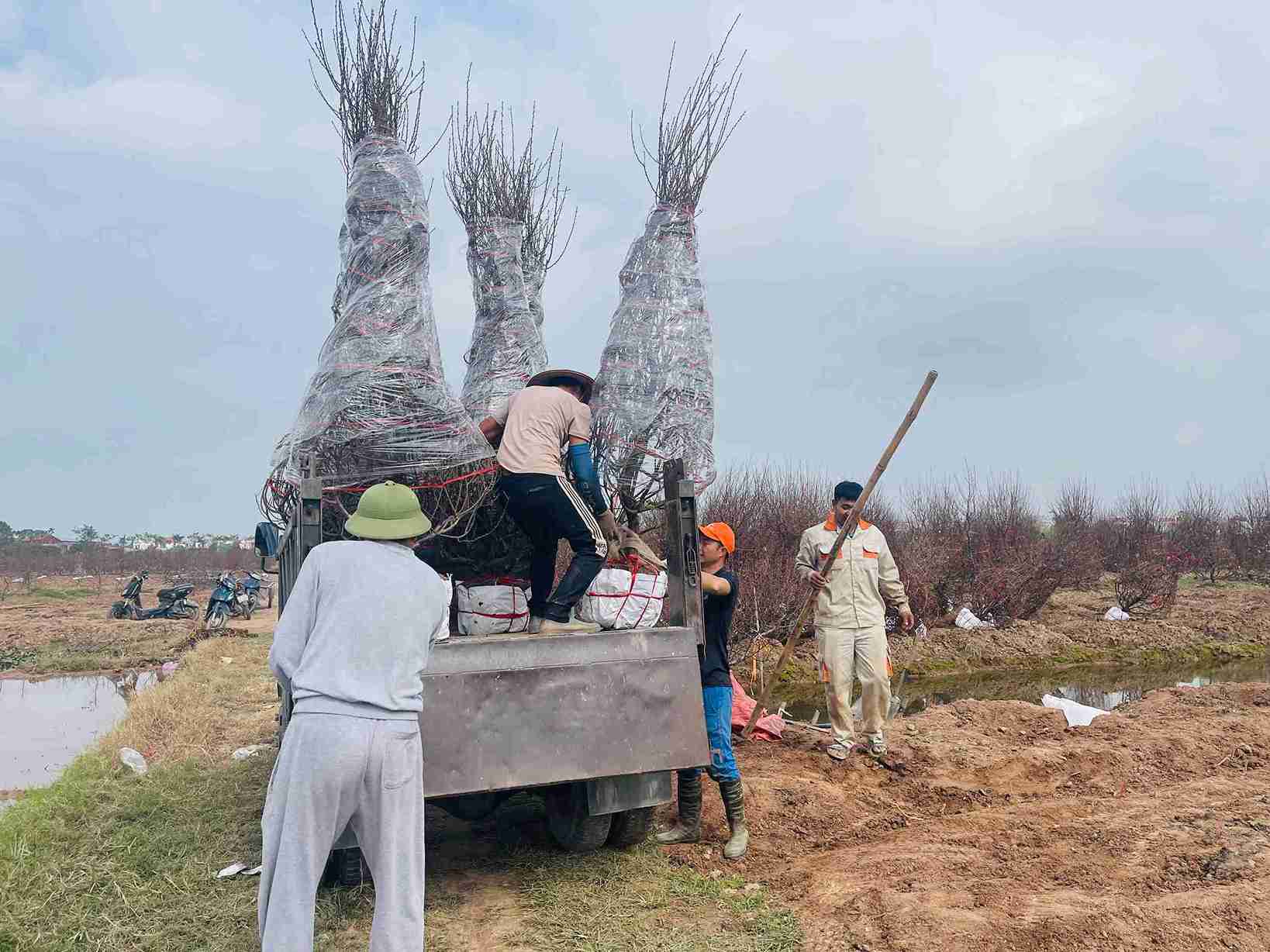 Dao Tien Hung is transported by truck to maintain its original shape and tree posture. Photo: Mai Huong