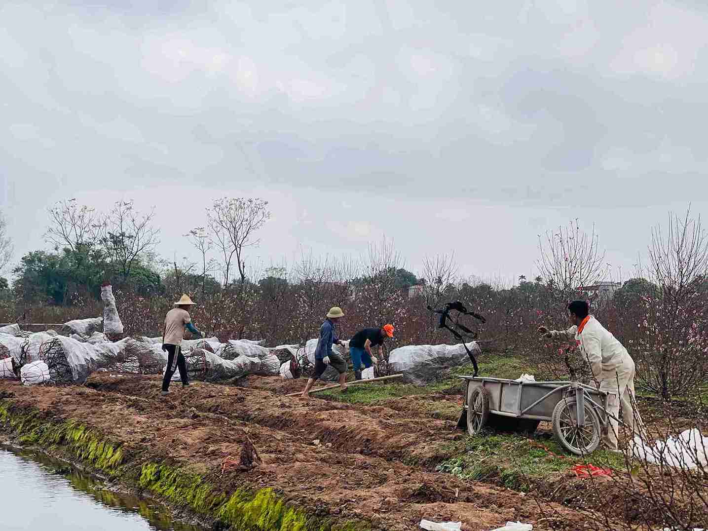 Thương lái tập kết đào ngay tại đầu vườn để thuận tiện bốc xếp