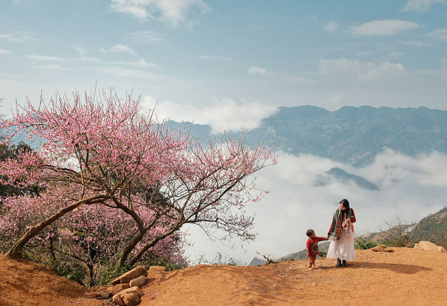 Tà Xùa mơ màng mùa đào rừng khoe sắc giữa mây ngàn.