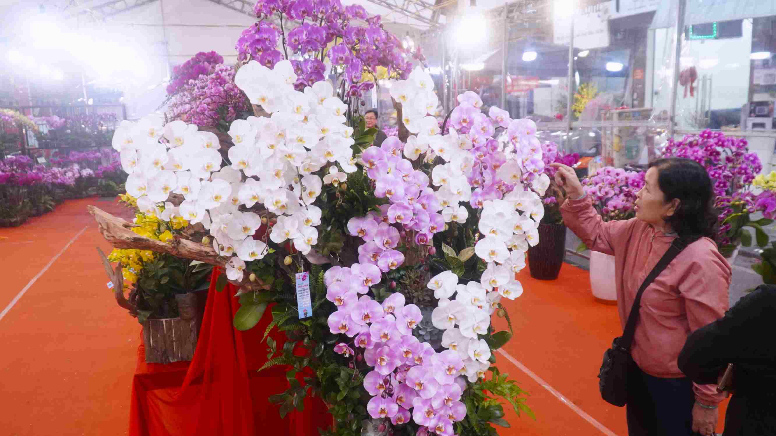 Chậu hoa lan đặc biệt được chủ sạp giới thiệu có giá trị lên tới 16 triệu đồng, thu hút sự chú ý của nhiều người dân và du khách tại hội chợ hoa xuân. Ảnh: Minh Vũ