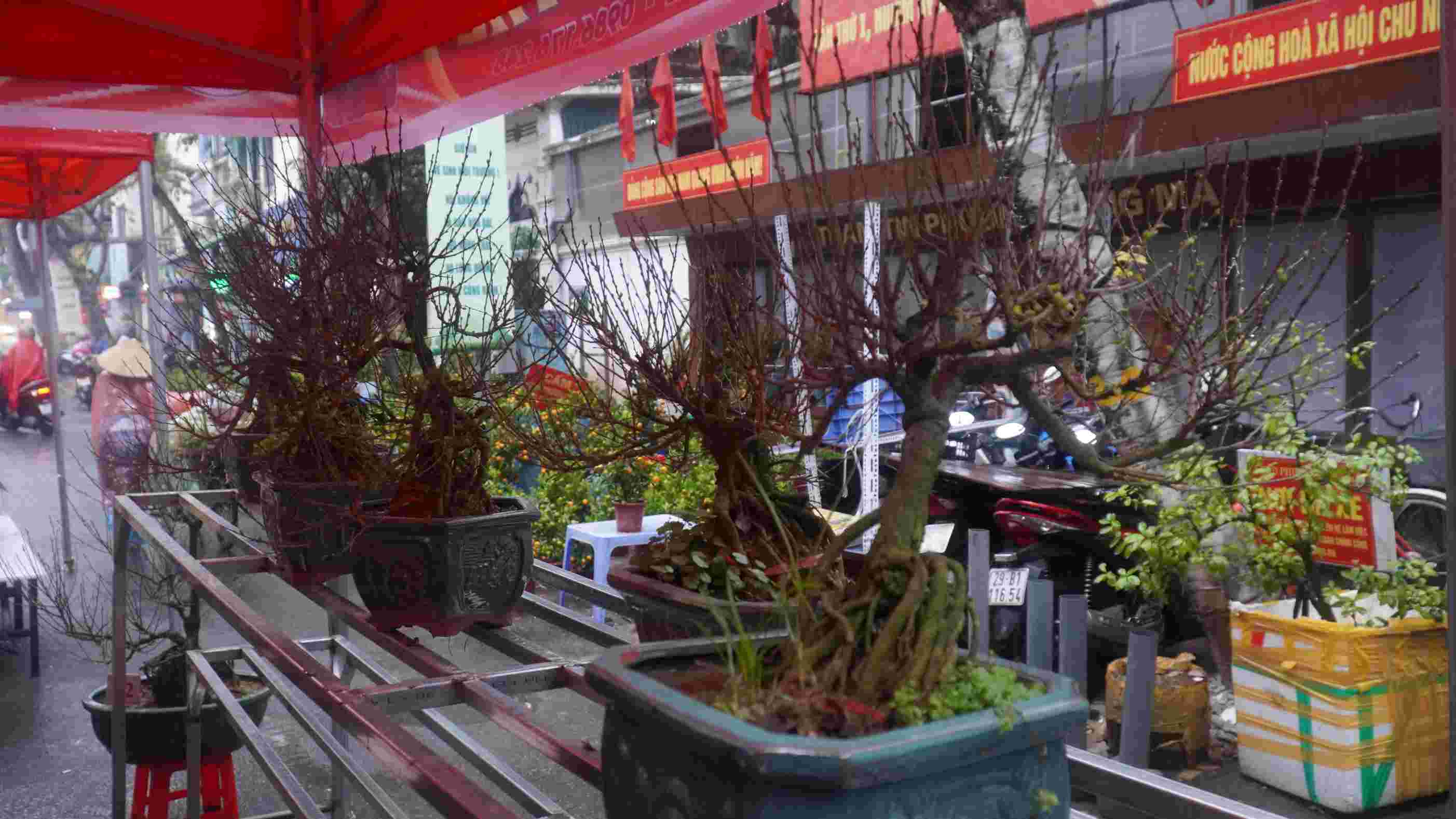 Những chậu tuyết mai được bày bán tại hội chợ hoa xuân, mang đến vẻ đẹp riêng cho phố cổ Hà Nội. Ảnh: Minh Vũ