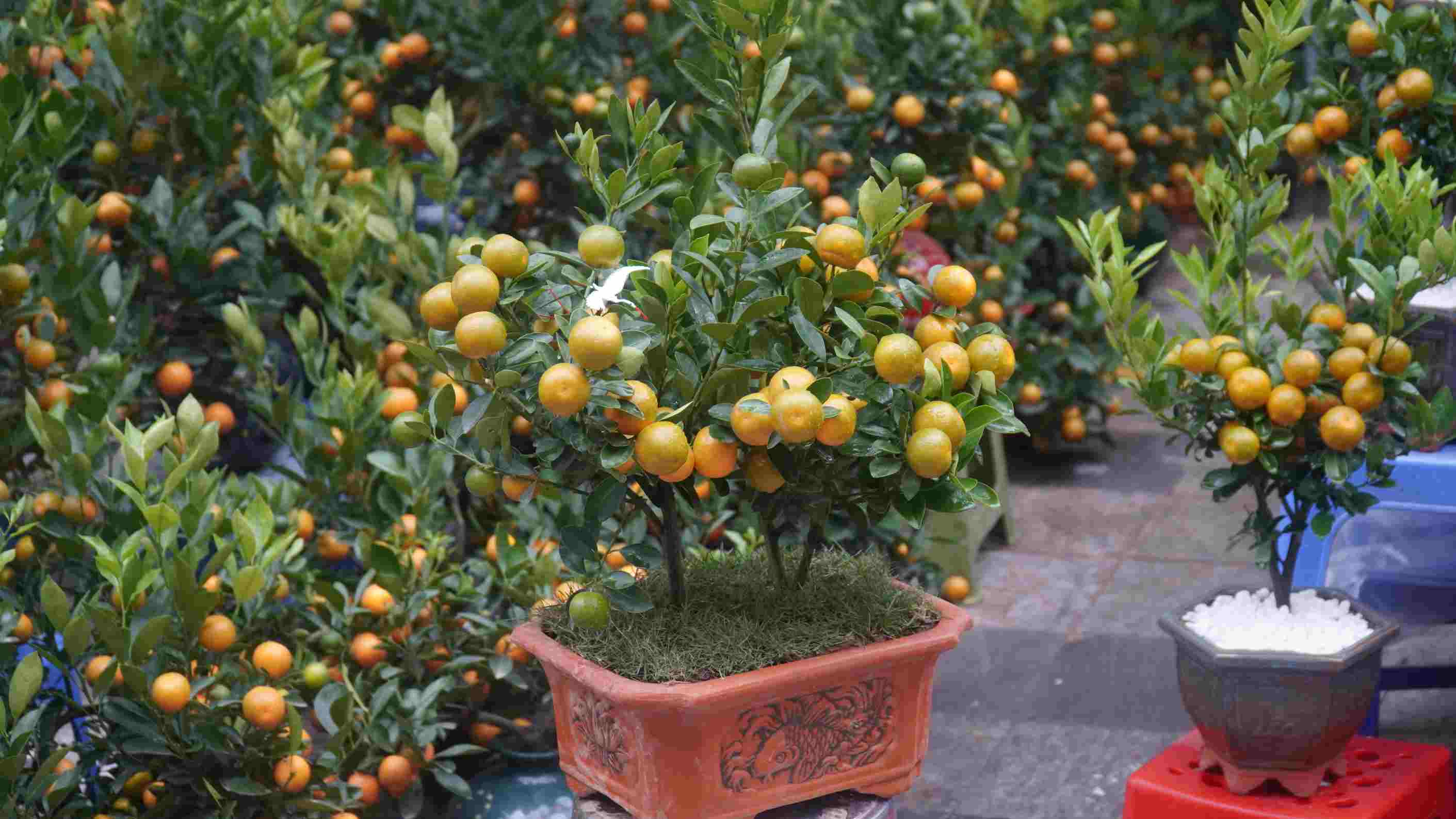 Những chậu quất nhỏ xinh được bày bán tại hội chợ hoa xuân, trở thành lựa chọn phổ biến của nhiều gia đình dịp Tết. Ảnh: Minh Vũ