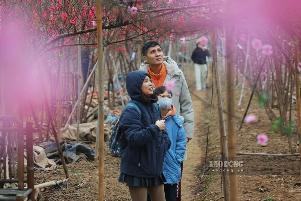 Thời điểm này, đa số vườn đào nào cũng thu hút người dân tới xem vừa lựa chọn những cành đào ưng ý.
