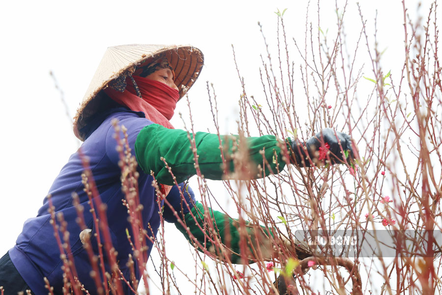 Theo những người trồng đào, thời điểm này, với những gốc nụ còn nhỏ, người trồng phải tất bật tuốt lá, kích nụ để hoa kịp nở trúng Tết. Ngược lại, những đóa hoa nở sớm sẽ được chủ động tỉa bỏ, giúp cây tập trung dưỡng chất nuôi các nụ còn lại, giúp hoa nở rực rỡ đúng vào dịp Tết Nguyên đán.