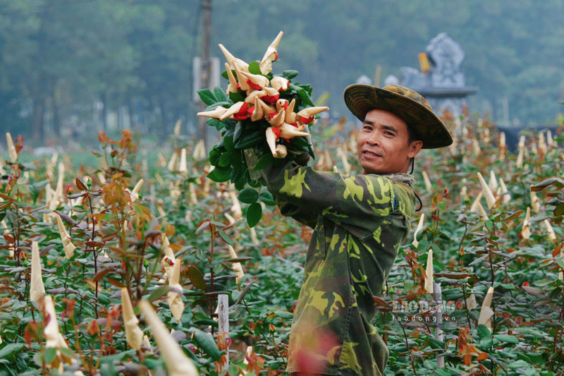 Không chỉ đào Tết ở Nhật Tân, thời điểm này, nhiều vườn hoa ở Mê Linh, Tây Tựu cũng đang vào vụ. Người nông dân đang tất bật để thu hoạch hoa cung ứng ra thị trường, ai cũng mong muốn hoa được mùa, được giá.