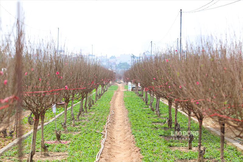 Theo ghi nhận của PV, năm nay đào nở sớm nên không được giá như mọi năm.