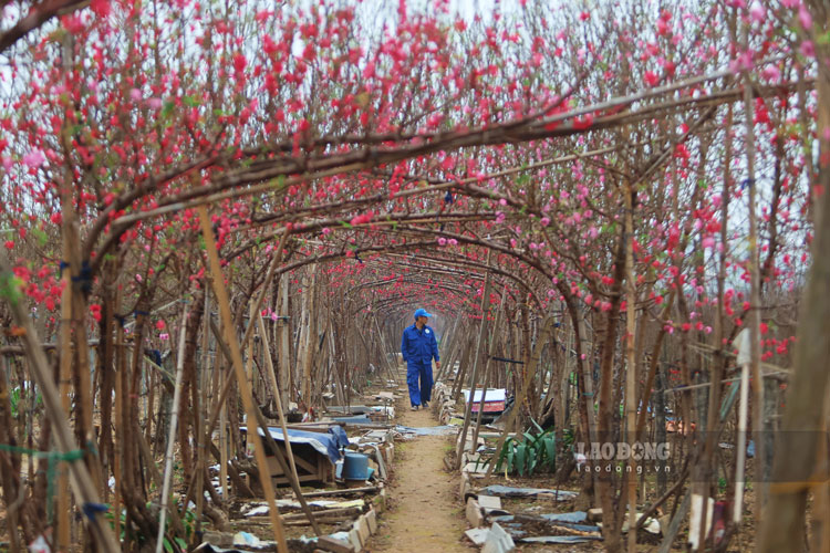 Tại vườn đào Nhật Tân (Hà Nội) không khí lao động của các nhà vườn và nhu cầu mua sắm của người dân càng thêm rộn ràng, đặc biệt là những ngày cuối tuần.