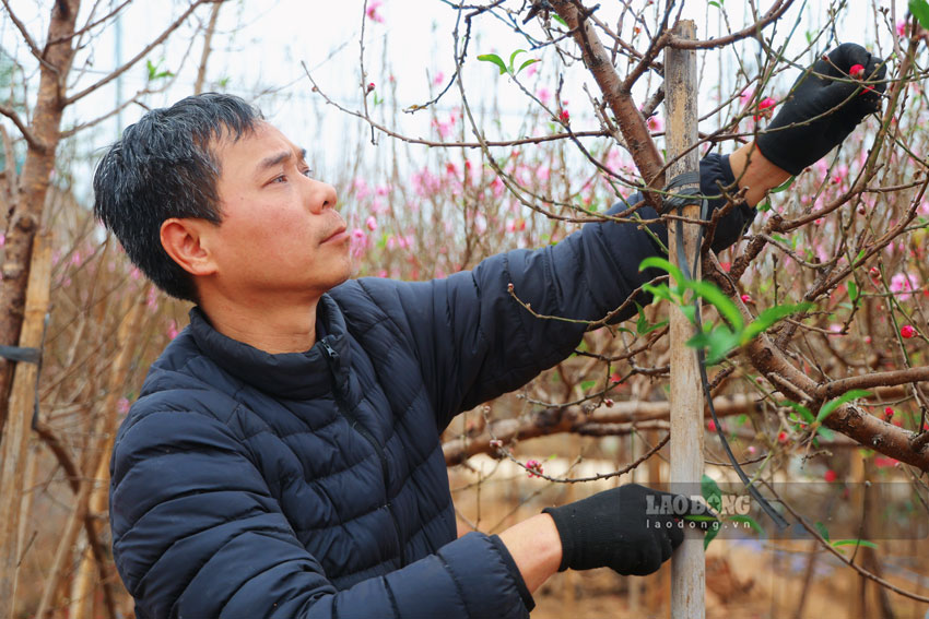 Dù những ngày cuối năm vất vả nhưng ai cũng mong muốn hoa nở đẹp, bán được giá cao.