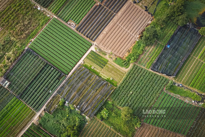 Không chỉ đào Tết ở Nhật Tân, thời điểm này, nhiều vườn hoa ở Mê Linh, Tây Tựu cũng đang vào vụ.