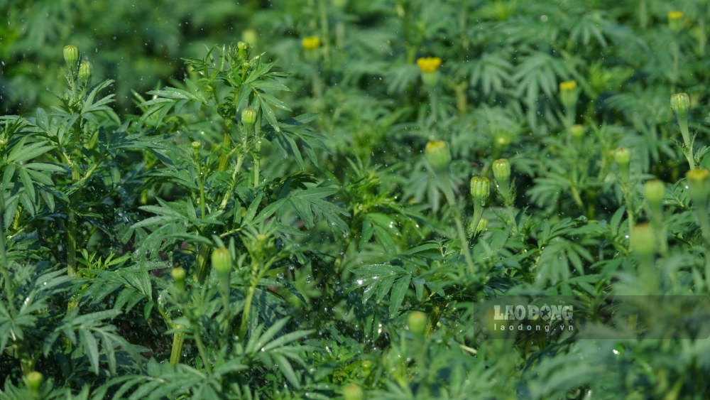 Hoa đang trong giai đoạn “vàng” để chăm sóc. Ảnh: Phong Linh.