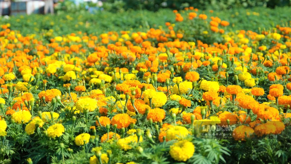 Hoa vạn thọ rực rỡ được nhà vườn bán dịp Rằm tháng Chạp. Ảnh: Phong Linh.