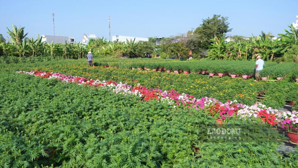Nhà vườn tại Cần Thơ tất bật chăm sóc hoa