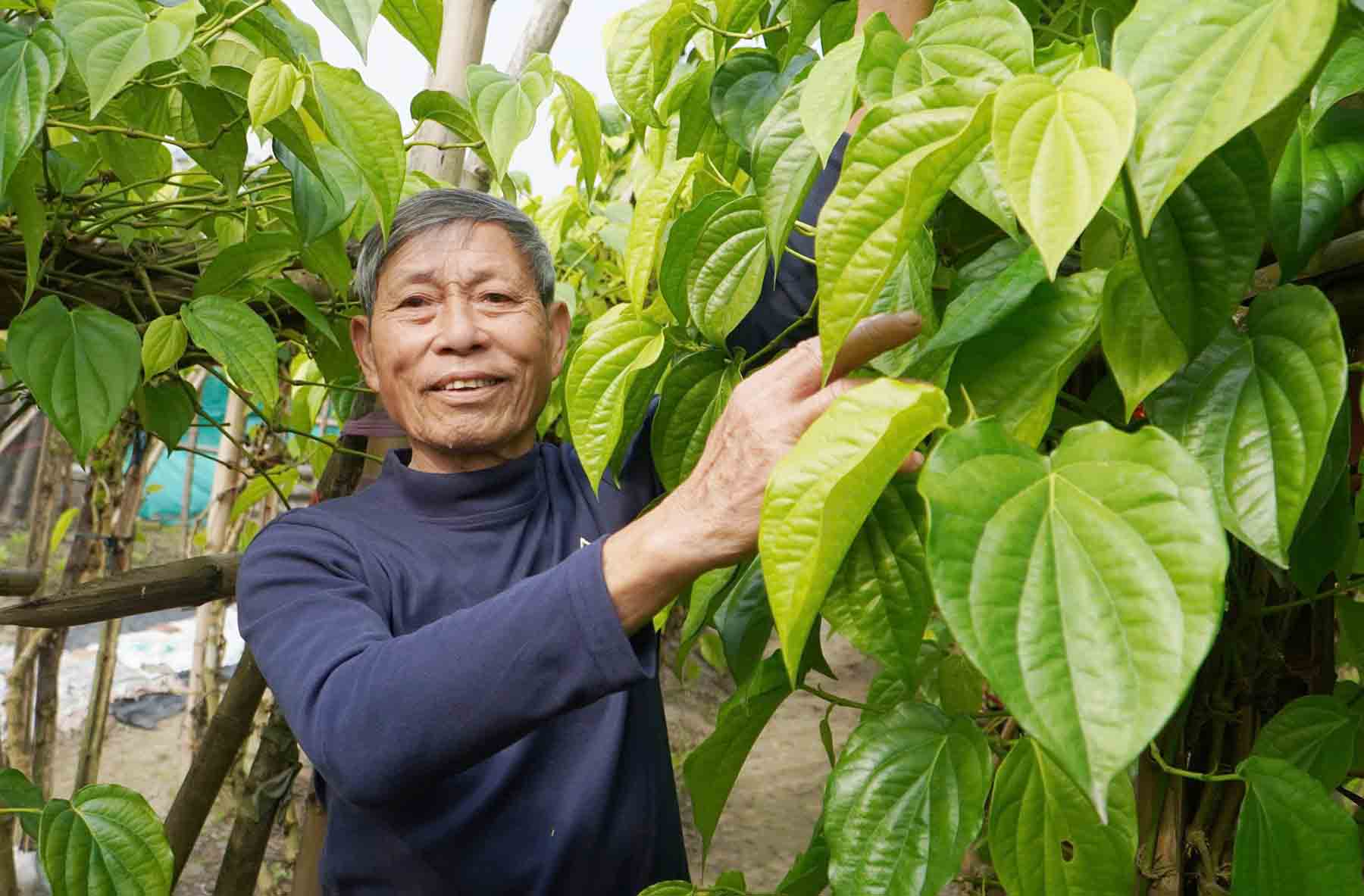 Mr. Bay next to the green betel trellis in the famous Van Son betel village. Photo: Tran Tuan