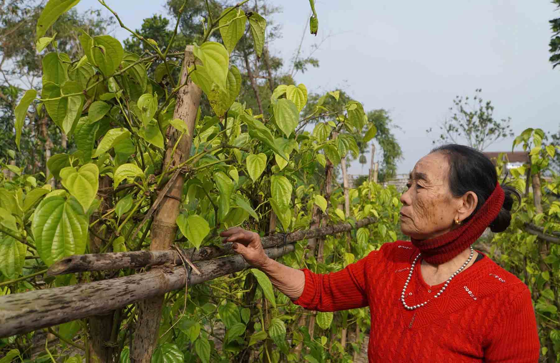 Bà Liêu bên giàn trầu của gia đình. Ảnh: Trần Tuấn.
