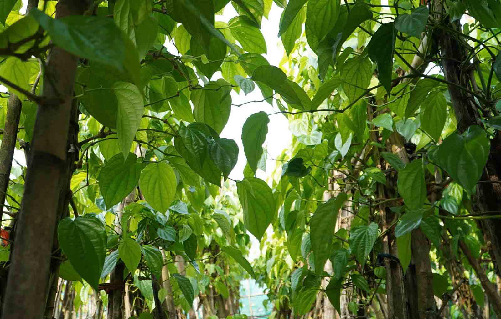 Những giàn trầu xanh mướt hứa hẹn cho thu nhập tốt dịp Tết. Ảnh: Trần Tuấn.