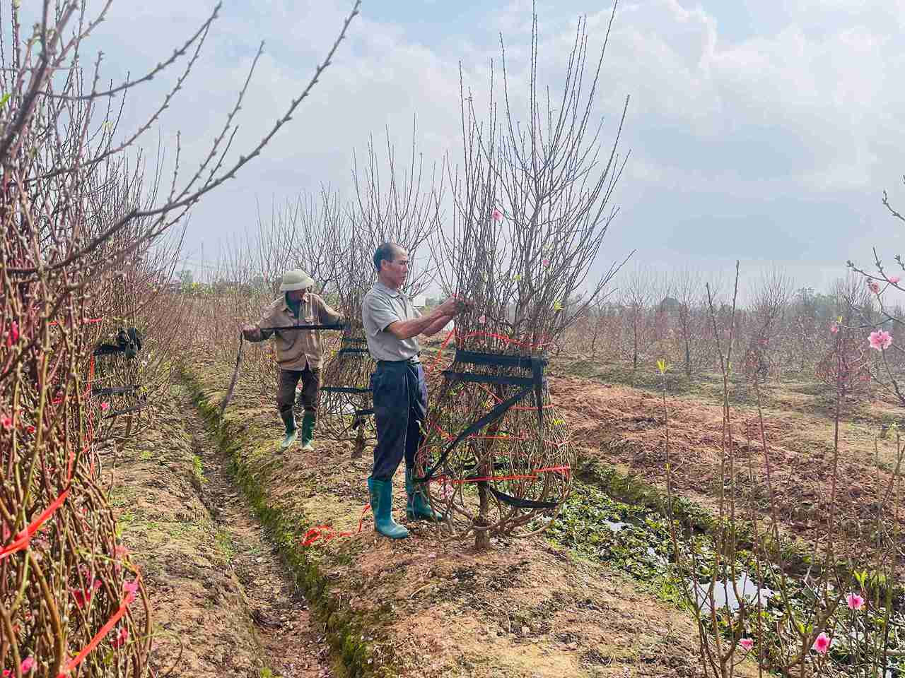 Peach gardens in Tien Hung commune, Hung Yen province enter the final stage of the Tet season with a hurried atmosphere. Photo: Mai Huong