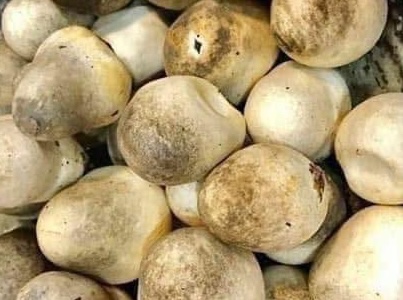 Losing weight with a diet of some types of mushrooms, including straw mushrooms, is a reasonable choice. Photo: Kieu Vu
