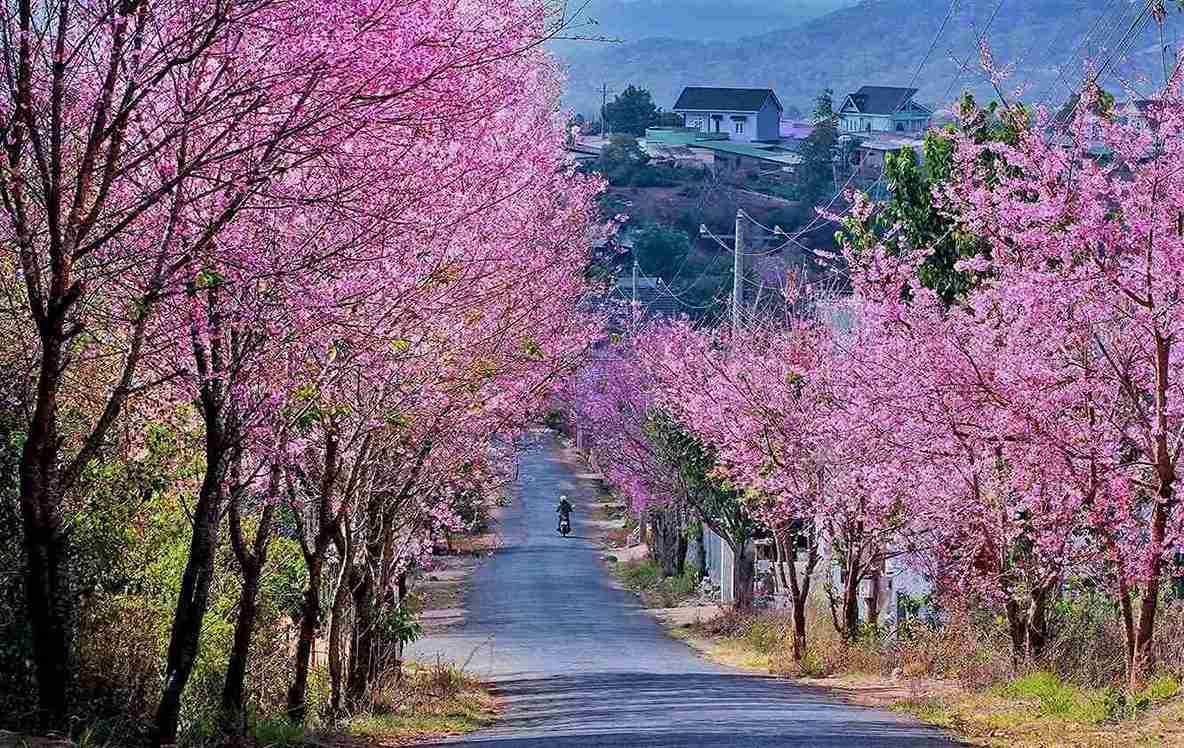 Hoa mai anh đào bung nở rực sắc hồng khắp phố phường Đà Lạt. Ảnh: Phúc Khánh 