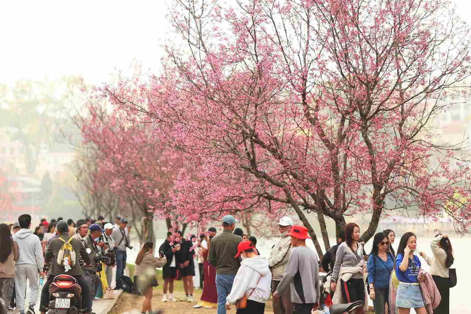 Đông đảo người dân, du khách tham quan, chụp hình bên hoa mai anh đào đang nở rộ khu vực hồ Xuân Hương. Ảnh: Phúc Khánh 