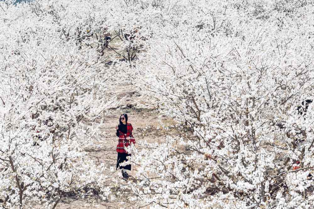 Khu vực Tây Bắc là điểm đến hấp dẫn nhiều khách du lịch dịp Tết Nguyên đán Bính Ngọ 2026. Ảnh: Hoàng Dưỡng