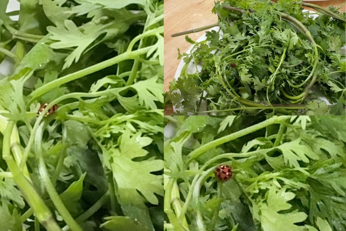 Sinh vật lạ “núp mình” trong đĩa rau thơm được nhân viên cửa hàng mang ra từ trong khu vực bếp. Ảnh: PV 