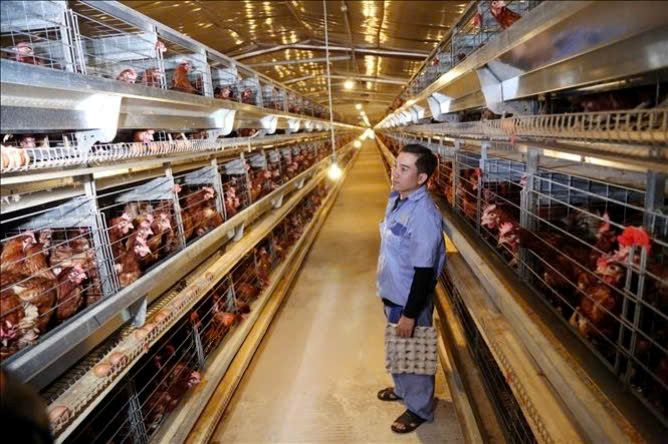 Mô hình chăn nuôi gà đẻ trứng ứng dụng công nghệ cao với quy mô 70.000 con gà, cho doanh thu trên 100 triệu đồng mỗi ngày, tạo việc làm thường xuyên cho 25 lao động. Ảnh: Thanh Trung.