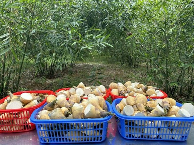 Nông nghiệp xanh mở hướng đi bền vững ở Quảng Trị