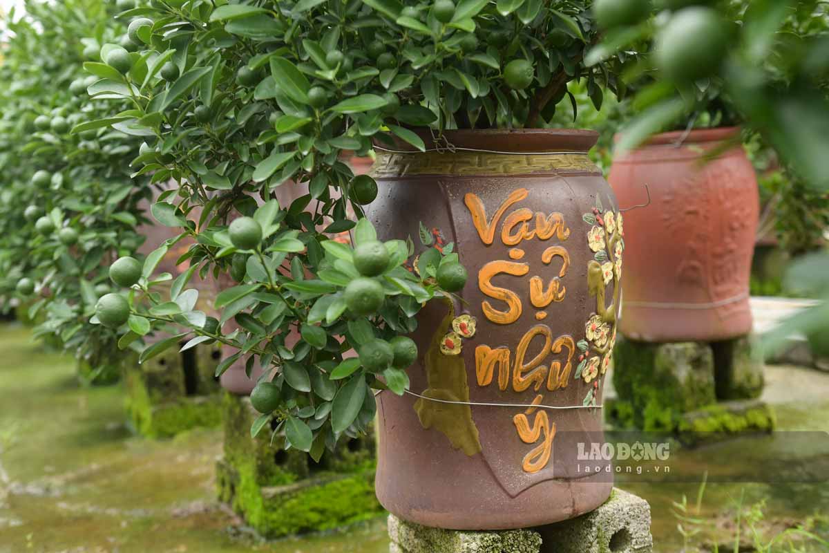 Chum trong quat mau ma da dang thu hut nguoi mua. Anh: Ha Vi