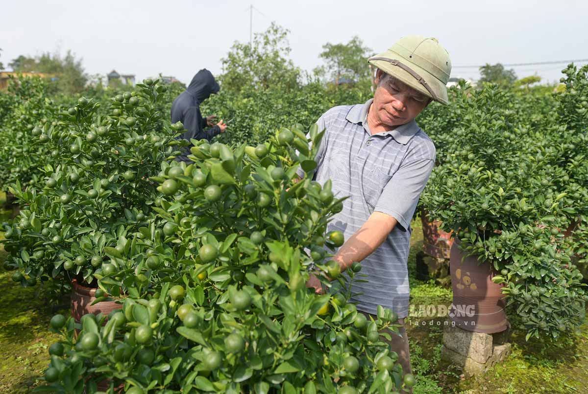 ニンビン省ヴィケー区ナムトアンのキンカンの花の首都の多くの庭園は「売り切れ」です。写真:ハ・ヴィ